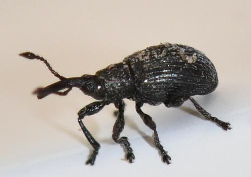 Réf. 269 865 : Ceratapion sp.